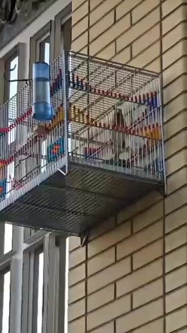 سهره قناری|پرنده|شیراز, شهرک جماران|دیوار