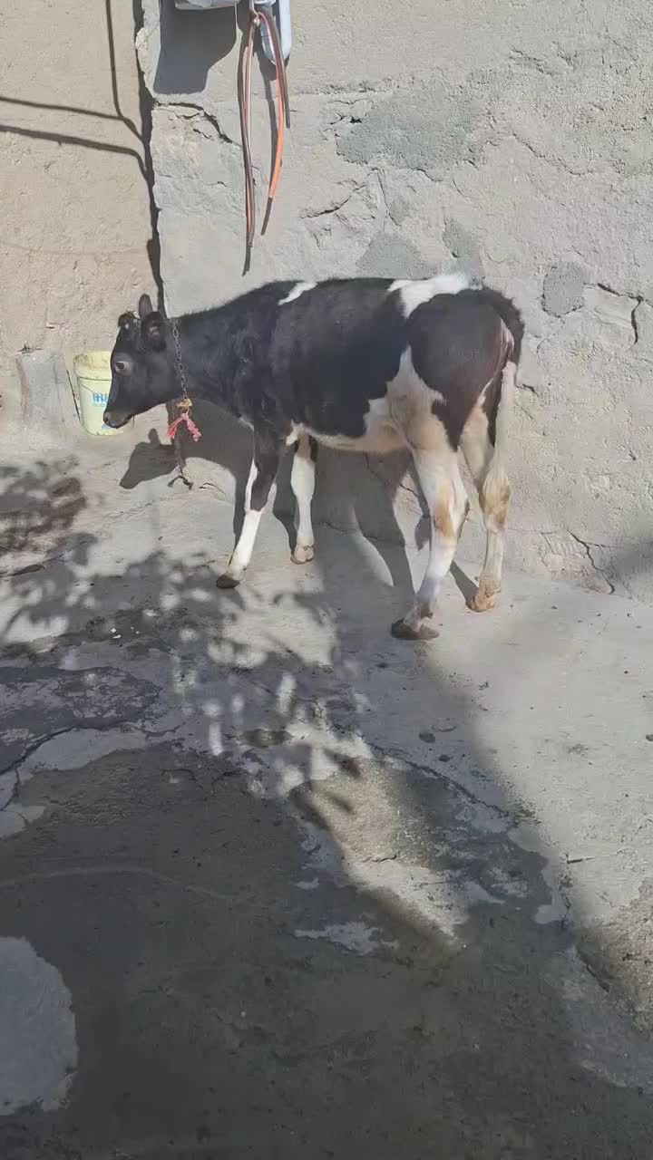 گوساله ماده|حیوانات مزرعه|قروه, |دیوار