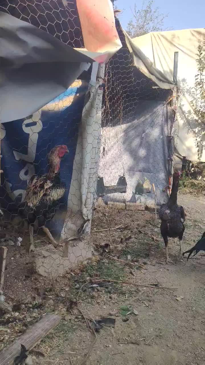 مرغ وخروس لاری اوشامو افغان|حیوانات مزرعه|کوهسار (البرز), |دیوار