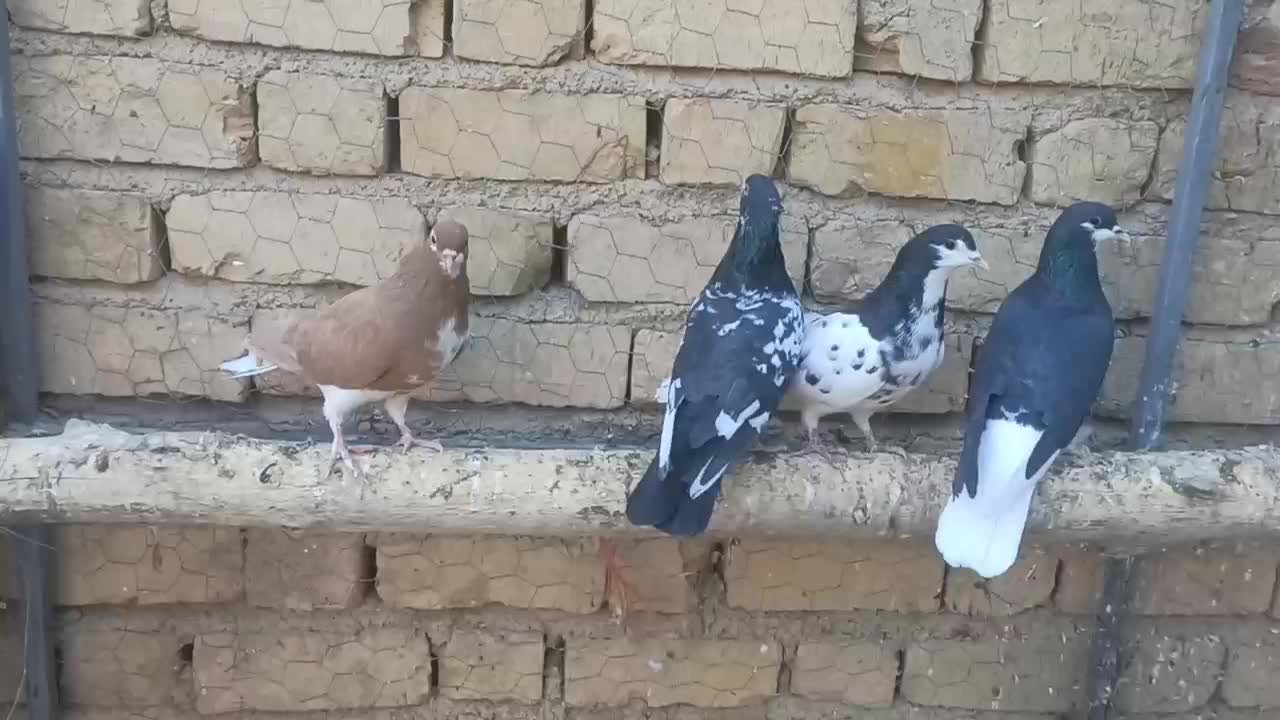 کبوتر|پرنده|شیراز, گویم|دیوار