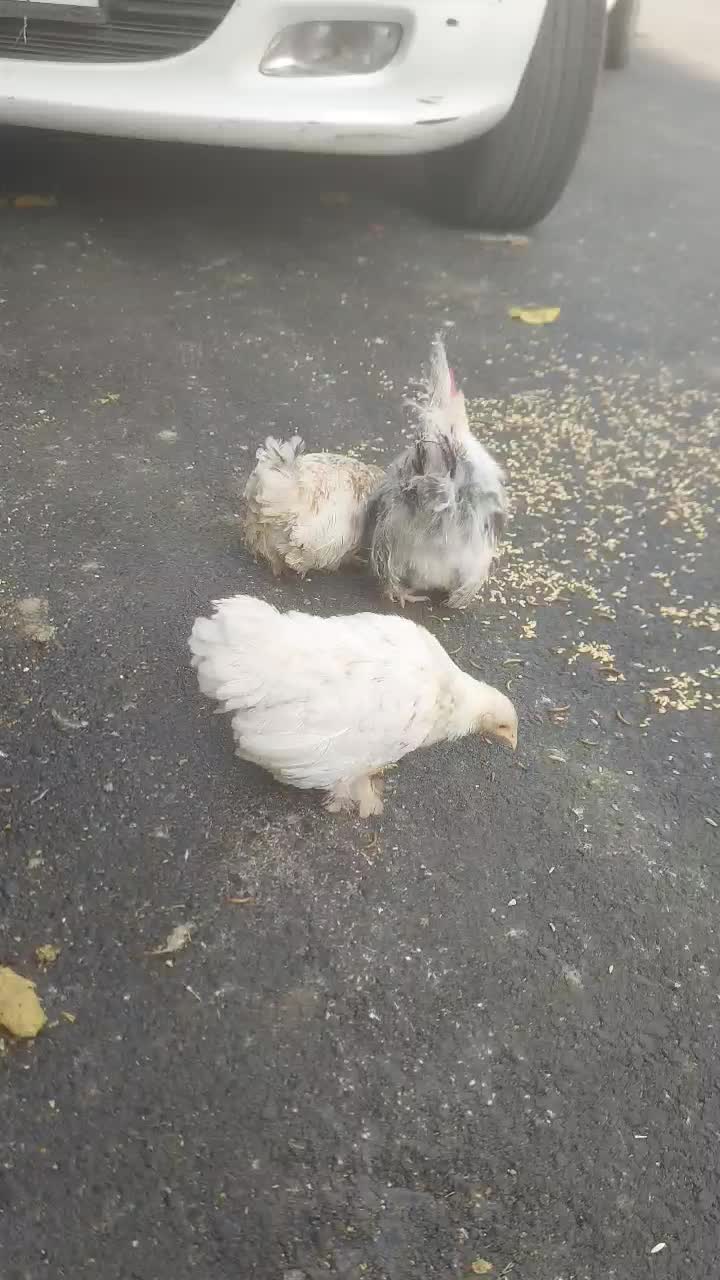 خروس با چند تا مرغ جاپنیز|حیوانات مزرعه|تهران, بهداشت|دیوار