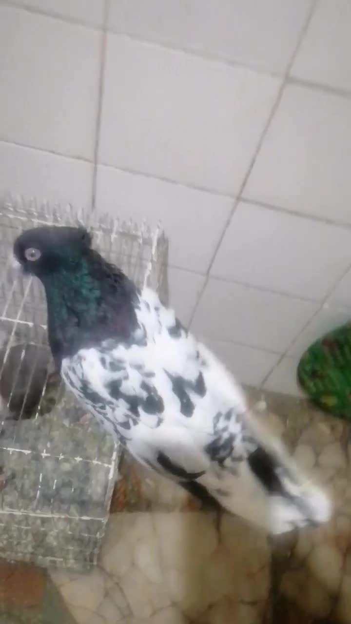 کفتر کله سیاه قیمت واسه جفتی|پرنده|شیراز, شیخ علی چوپان|دیوار