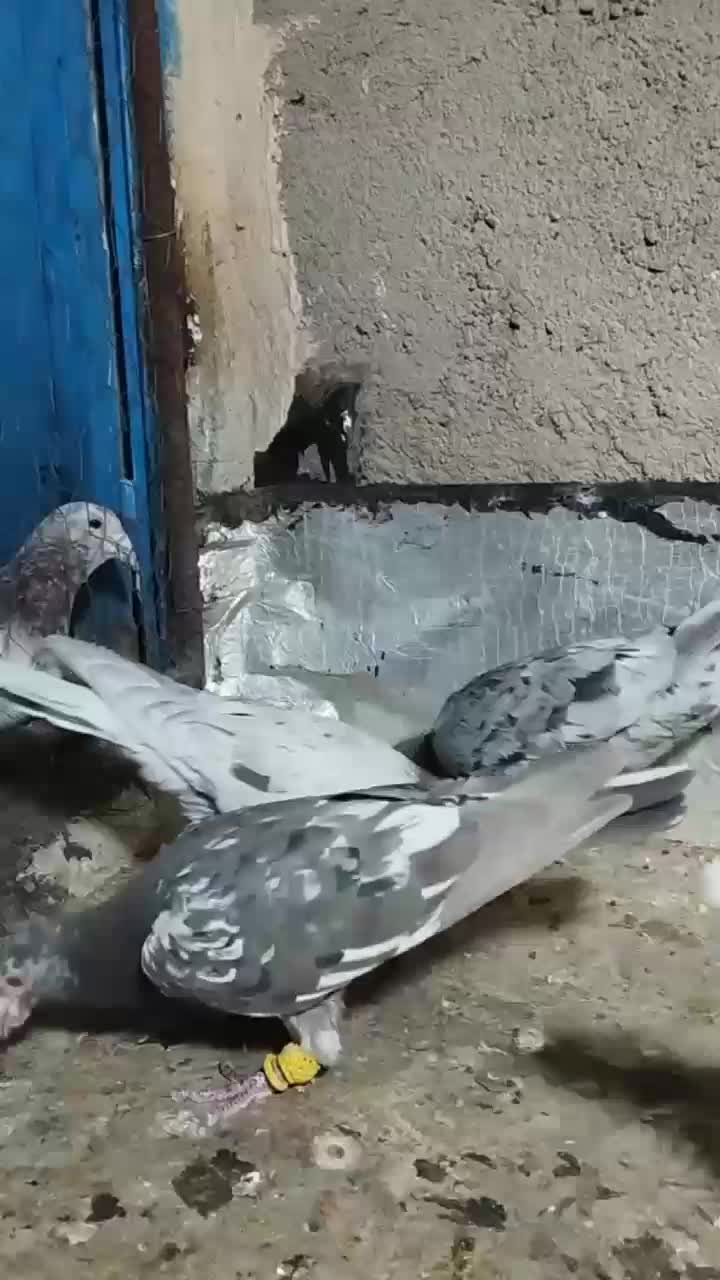 کبوتر|پرنده|تاکستان, |دیوار