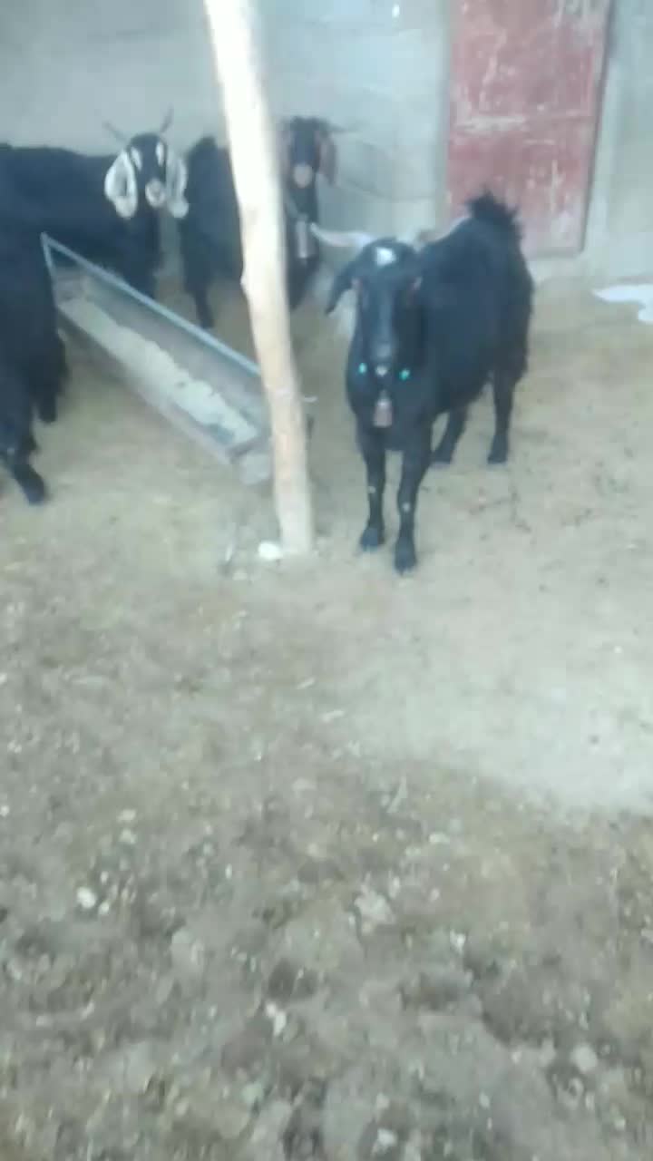 چهار‌بز‌داشتی|حیوانات مزرعه|ملکشاهی, |دیوار