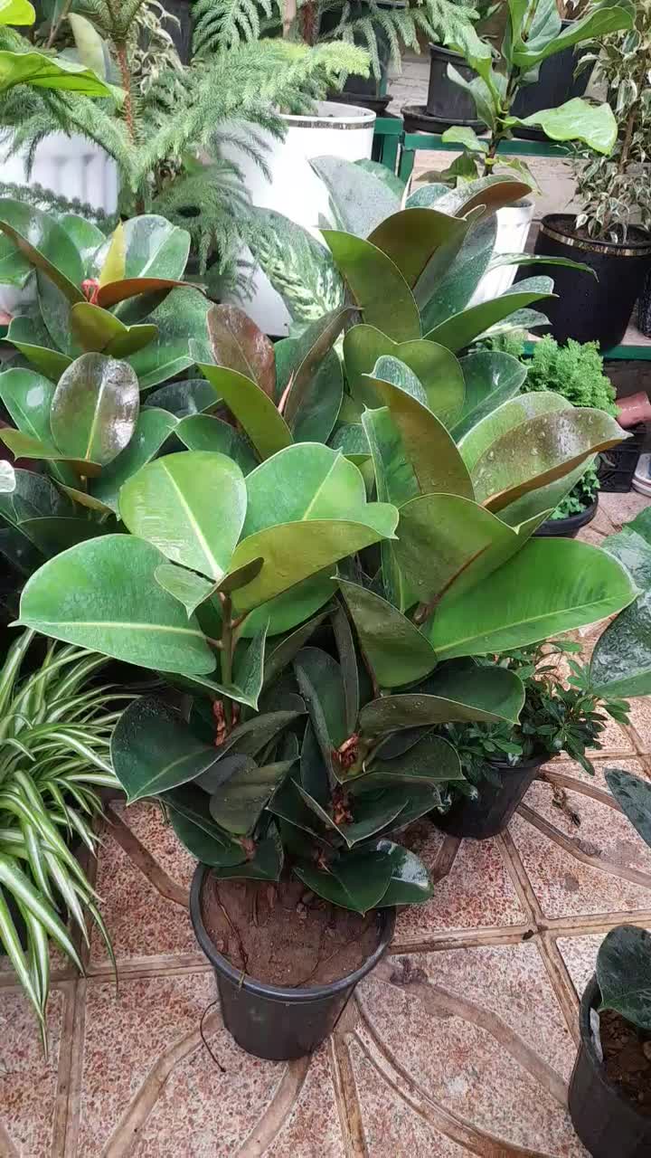 گل اپارتمانی خارجی پر برگ بادوام لطفا ورق بزن|گل و گیاه طبیعی|تبریز, |دیوار