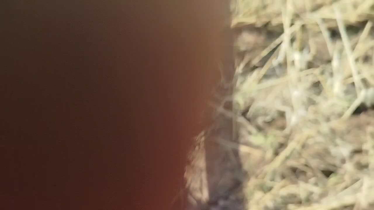 گوسفند|حیوانات مزرعه|اسفراین, |دیوار