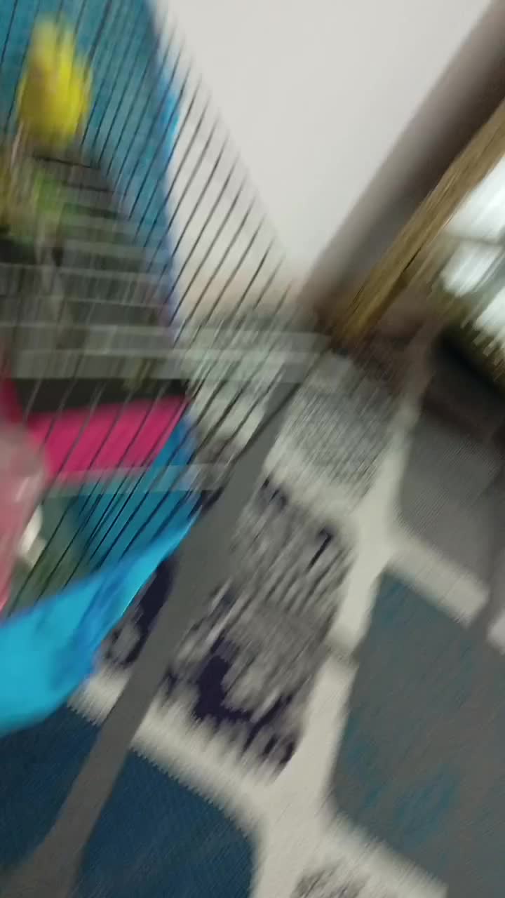 مرغ عشق|پرنده|نظرآباد, رسالت|دیوار