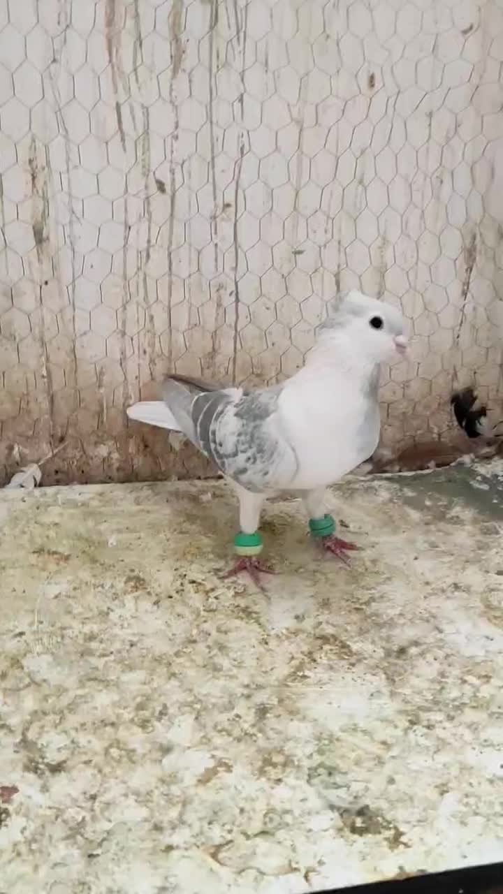 نر ساده مگسی کاکلی|پرنده|فرح دشت, |دیوار