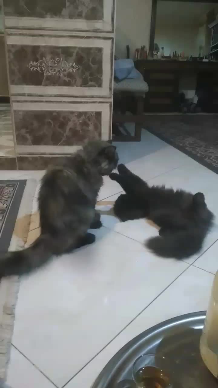 گربه پرشین مصری|گربه|مشهد, کشف|دیوار