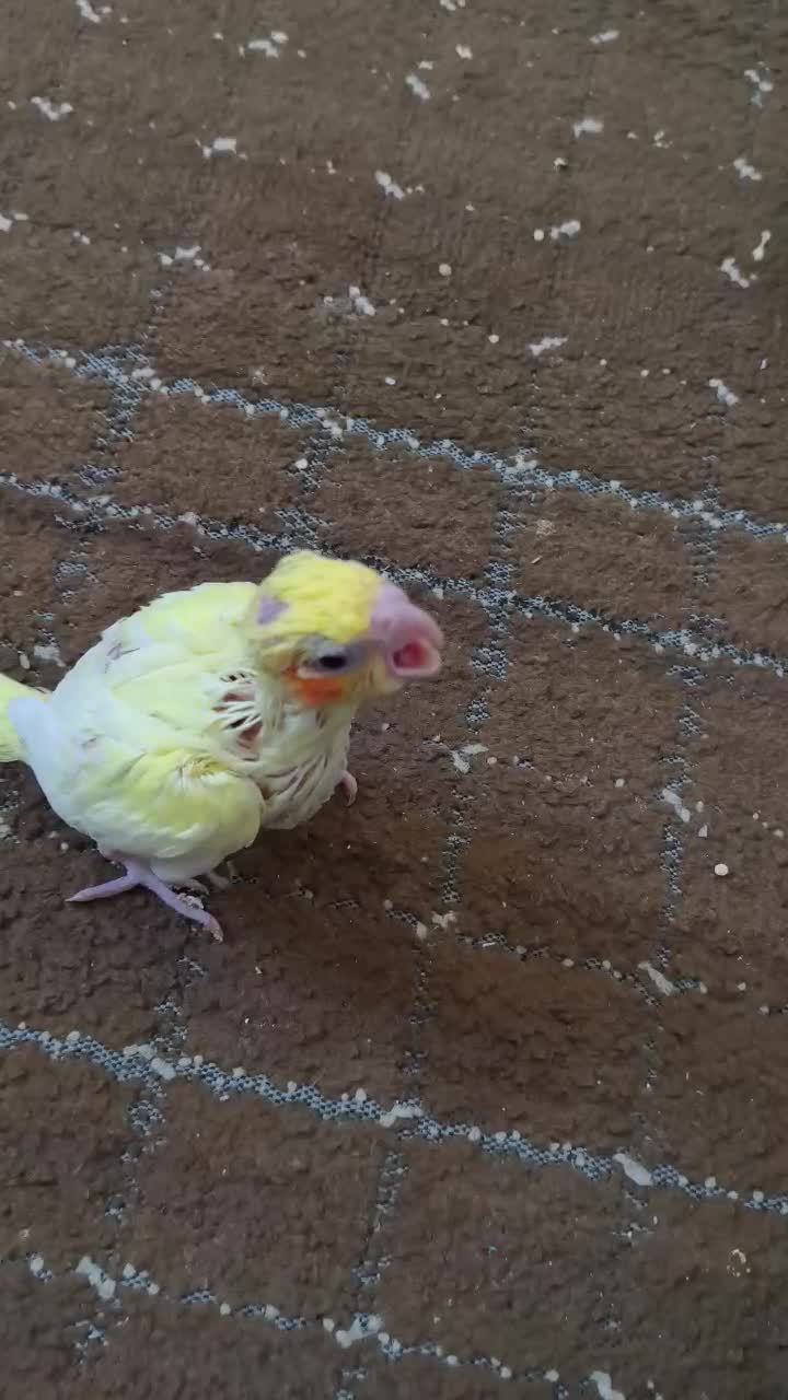 عروس هلندی سرلاکی|پرنده|مرودشت, پشت سایپا‎|دیوار