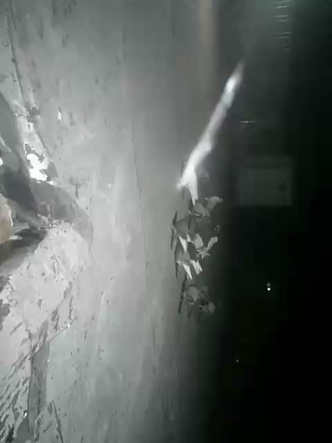 کفتر پلاکی پرشی|پرنده|شیراز, کرونی(خاتونک)|دیوار