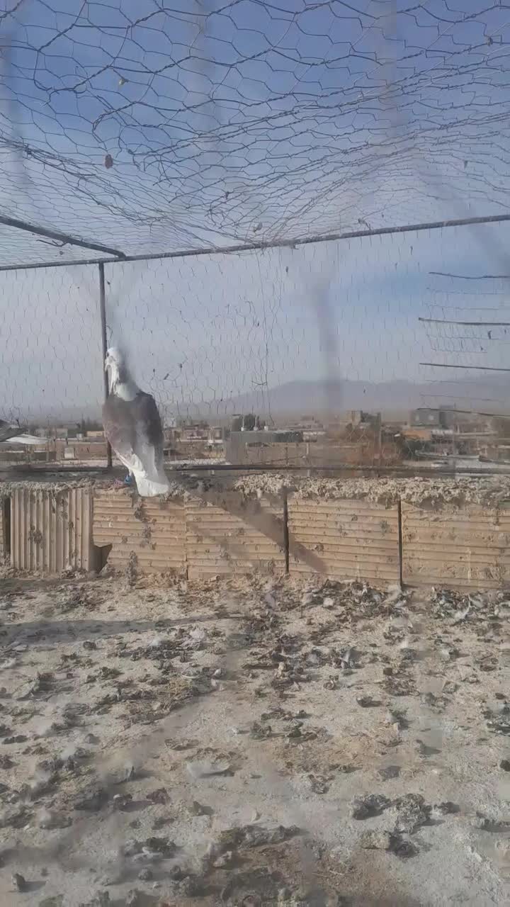 ۲۲پرنده شب بازی فروشی|پرنده|قاسمآباد (خواف), |دیوار