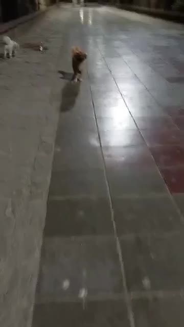 واگذاری رایگان|سگ|کرج, حیدرآباد|دیوار