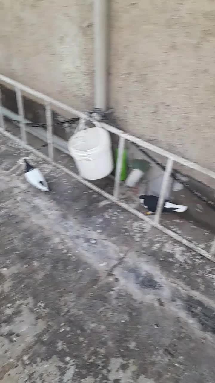 تعدادی کبوتر سیاه پوش با دم سیاه|پرنده|اقبالیه, |دیوار