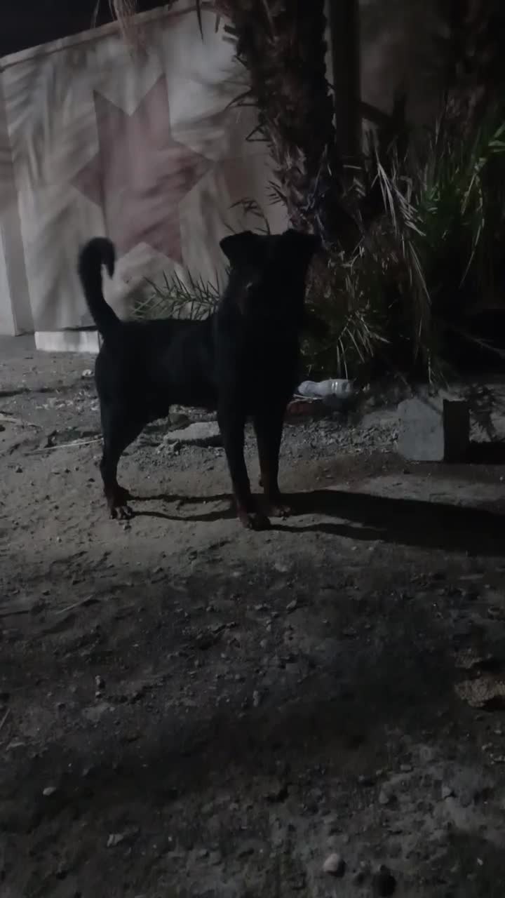 سگ روتوایلر|سگ|بندرعباس, |دیوار