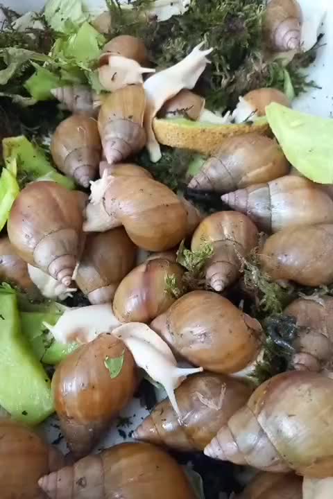 حلزون برای جوانسازی پوست|خزنده|قوچان, |دیوار