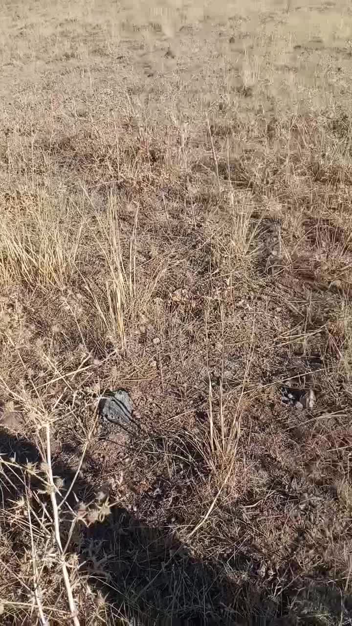 توله سگ سرابی اصیل|سگ|کوهسار (آذربایجان), |دیوار