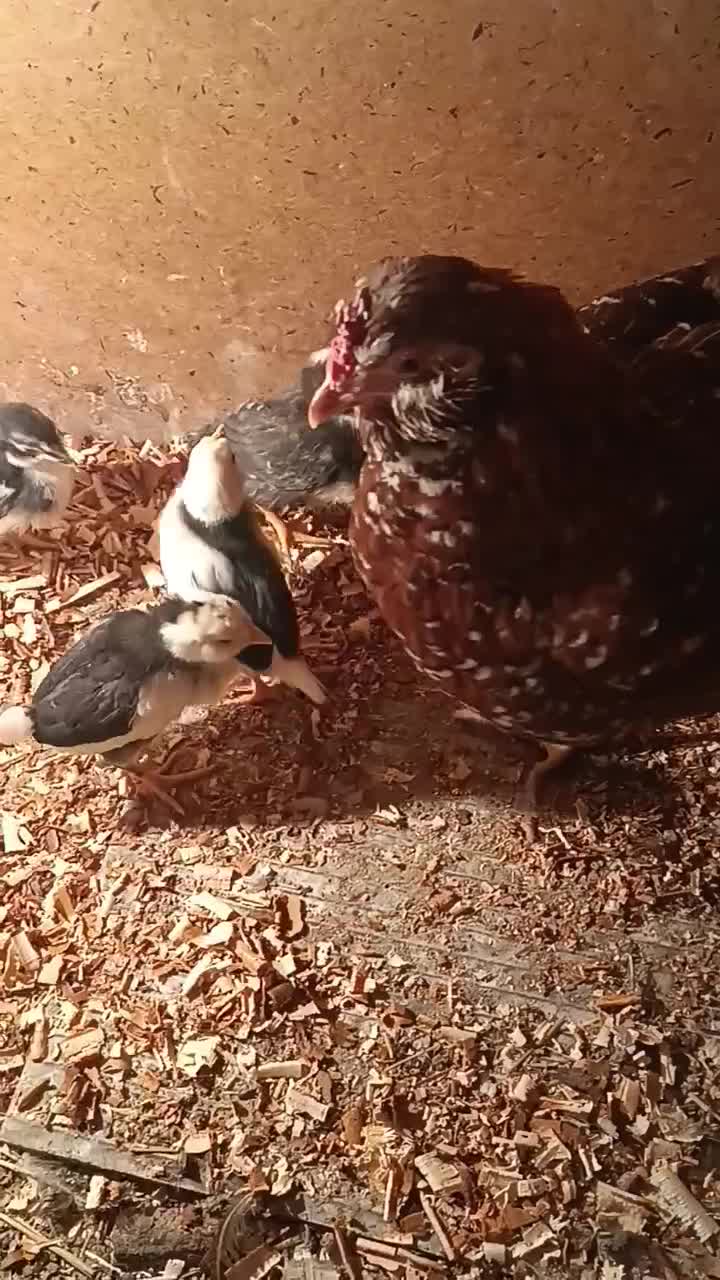 جوجه گلین|حیوانات مزرعه|خان ببین, |دیوار