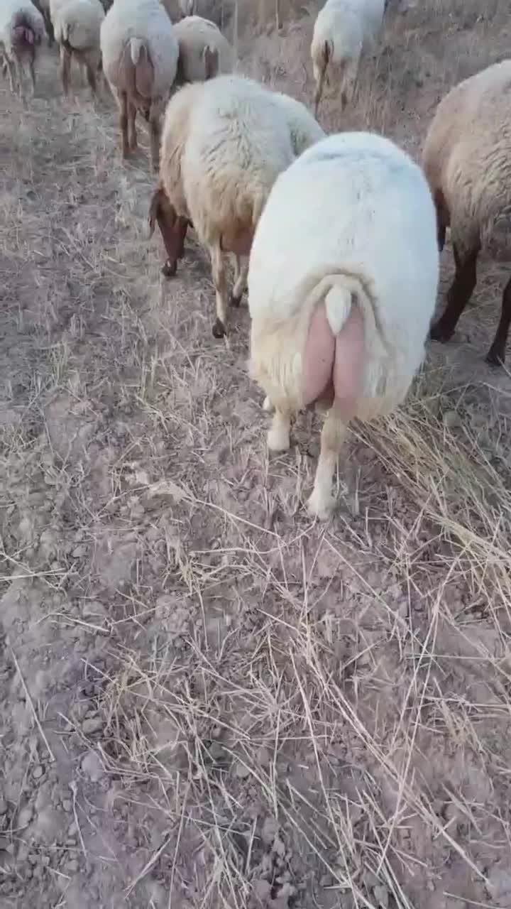 قوچ و بَره همو|حیوانات مزرعه|کلات (خراسان), |دیوار