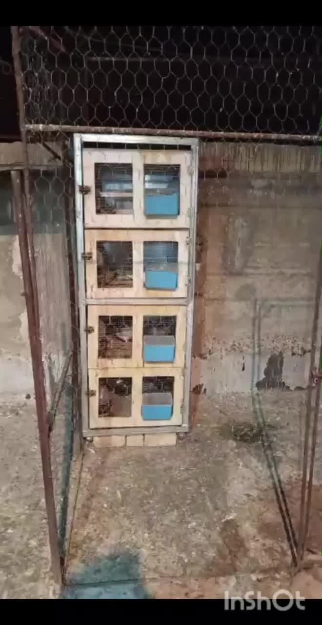 فروش جفت دونی چهار طبق|لوازم جانبی حیوانات|شیراز, شهرک مهرگان|دیوار