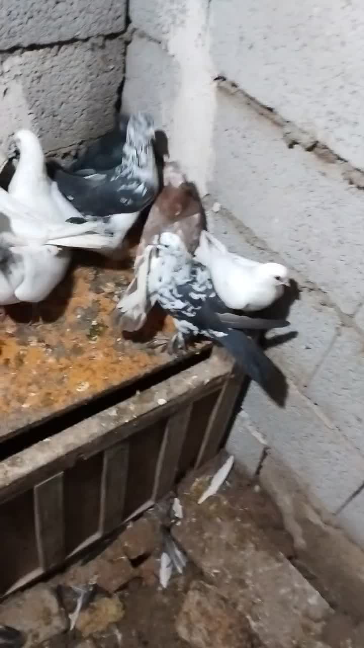 کبوتر|پرنده|صوفیان, |دیوار