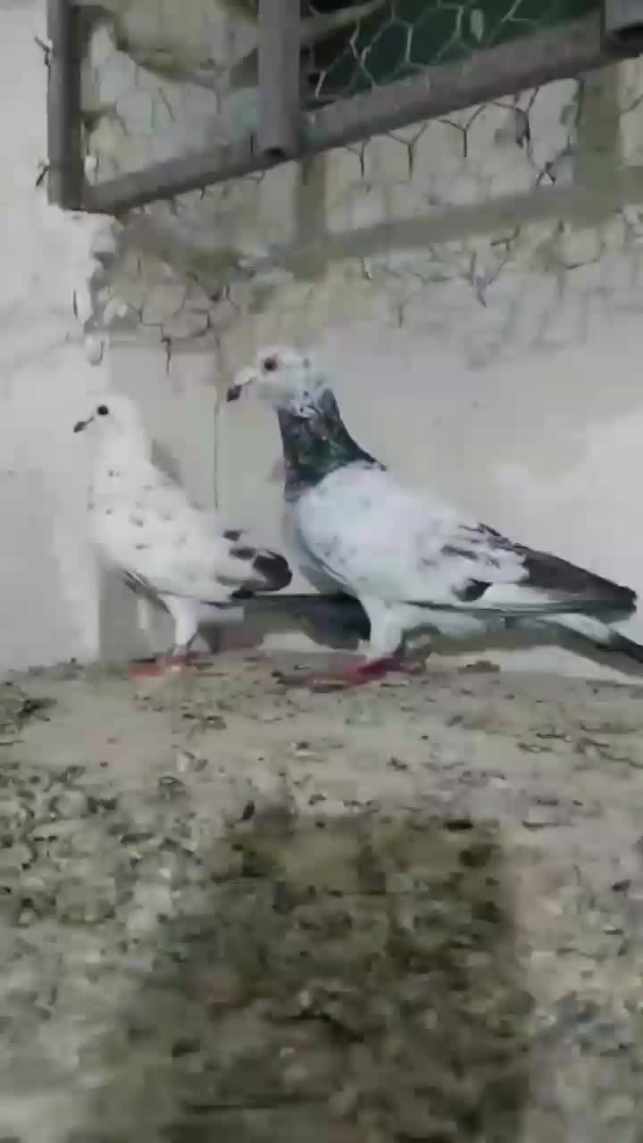 کبوتر ها اردبیل هستن|پرنده|کرج, فاز ۴ مهرشهر|دیوار