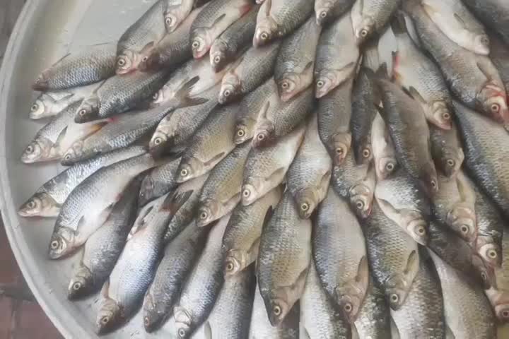 کولمه|ماهی|صومعهسرا, |دیوار