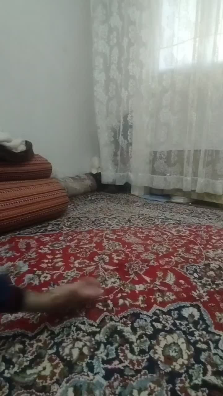 سگ پامرانین خرسی ریز قیمت فقط 11نیم سرخس|سگ|مشهد, بهارستان|دیوار