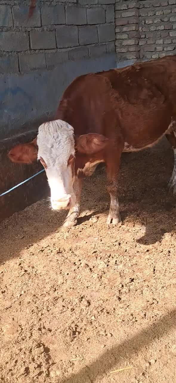 گاو ابستن|حیوانات مزرعه|گنبد کاووس, |دیوار