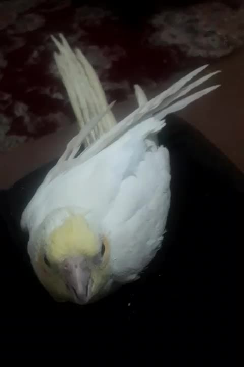 پرنده فقد ۱۵۰ هزار تومن|پرنده|هادی شهر, |دیوار