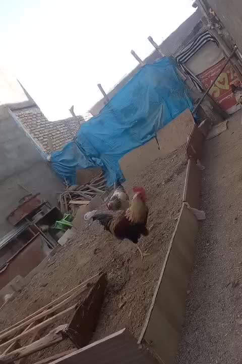 خروس بزرگ|حیوانات مزرعه|مشهد, صیدآباد|دیوار