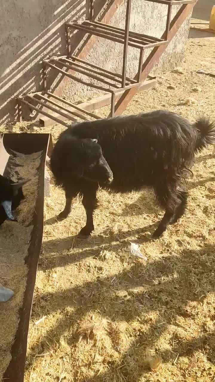 بز و کهره.کهره نر کربال|حیوانات مزرعه|شیراز, درکی|دیوار