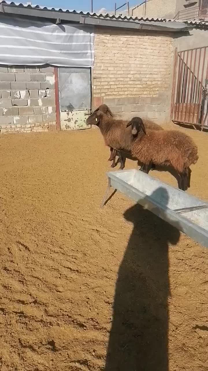 میش هتور و همو|حیوانات مزرعه|بجنورد, |دیوار