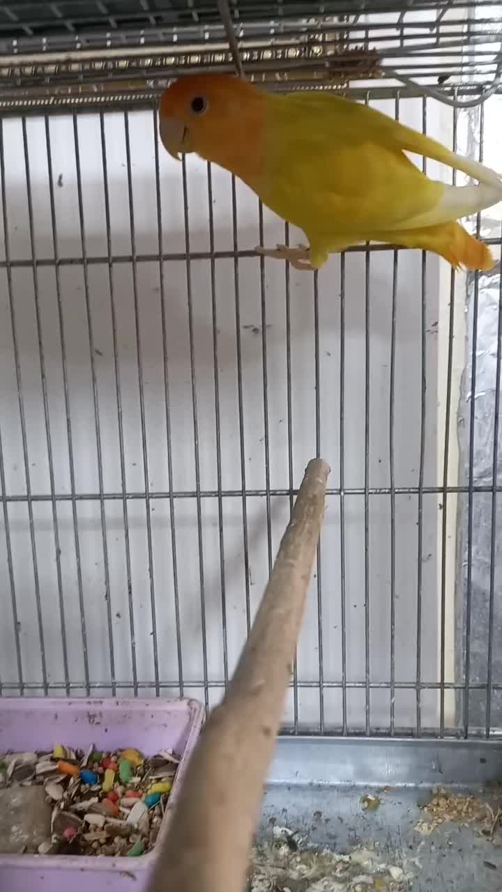 طوطی برزیلی اوپال کله نارنجی|پرنده|اهواز, کوی منابع طبیعی|دیوار