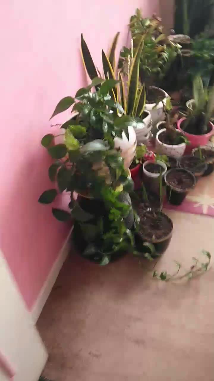 گل و گیاه طبیعی|گل و گیاه طبیعی|تهران, سلسبیل شمالی|دیوار