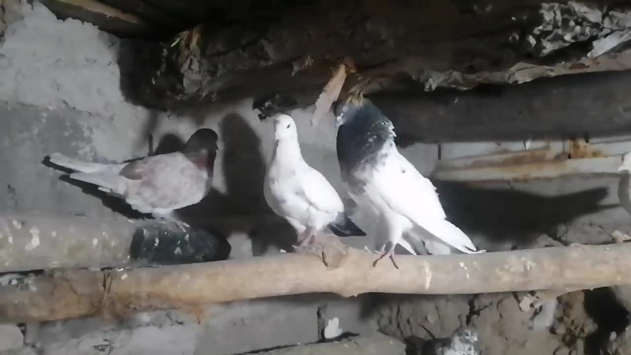 کبوتر پرشی|پرنده|مشگین شهر, |دیوار