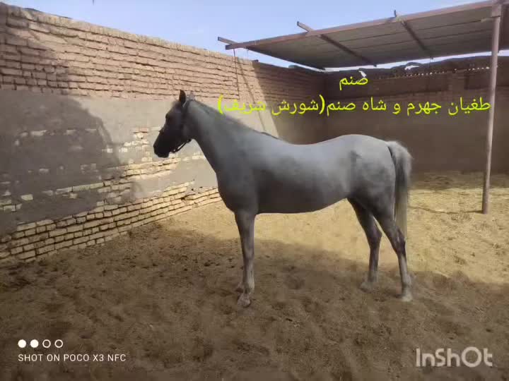 اسب|اسب و تجهیزات اسب‌سواری|رفسنجان, |دیوار