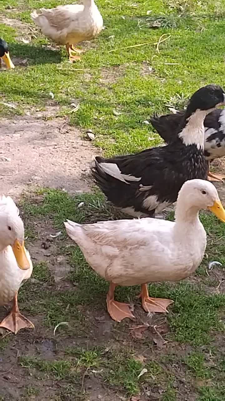 ۴۰ عدد اردک نر|حیوانات مزرعه|رشت, فلسطین|دیوار