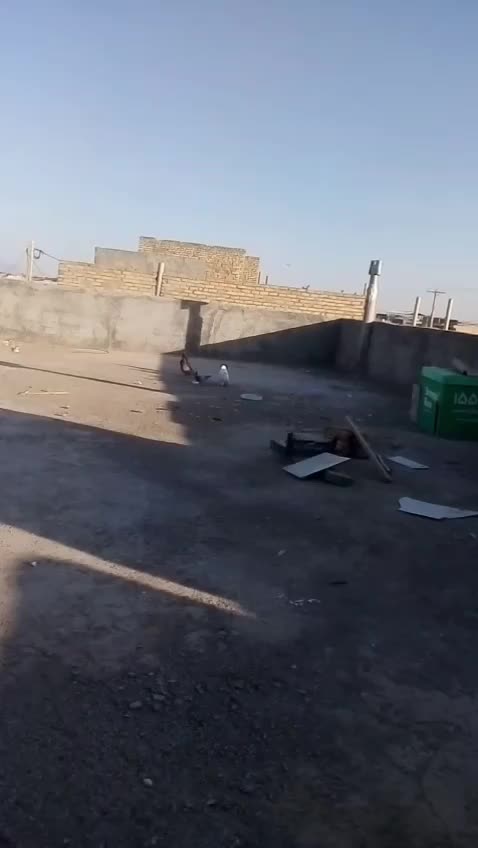 گم شده کفترسفید|حیوانات|یزد, |دیوار