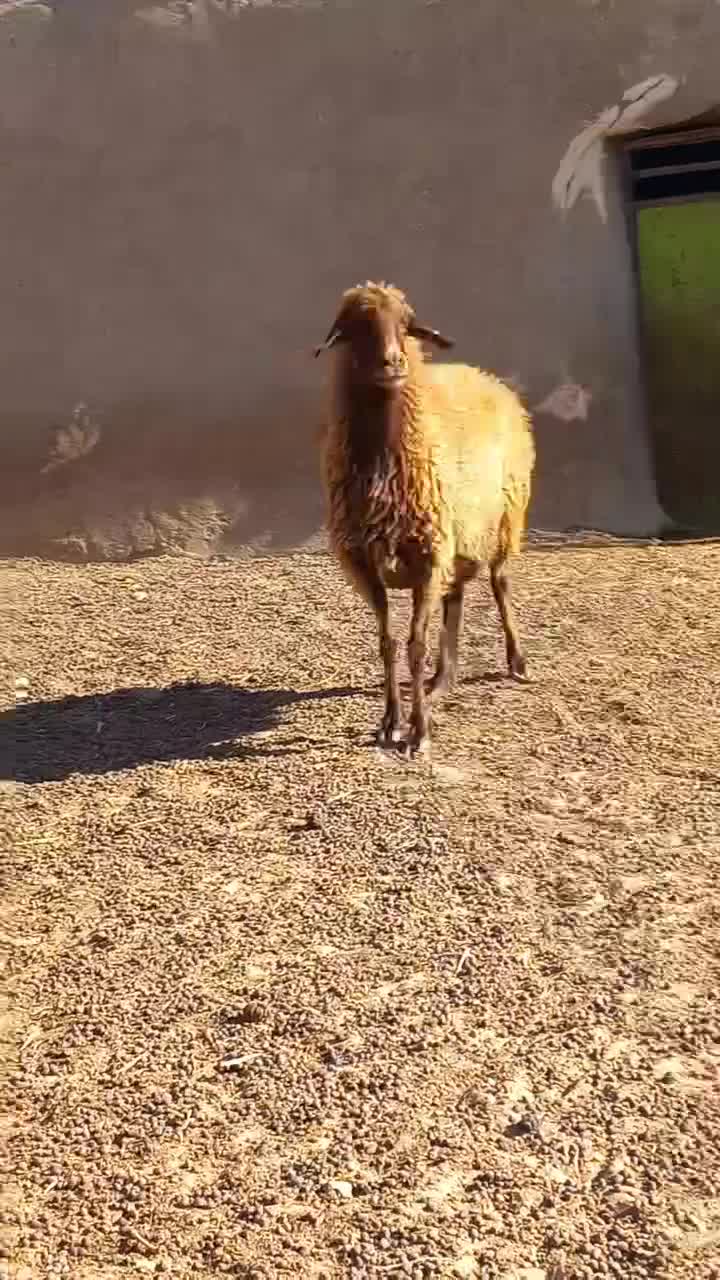 میش افشاری|حیوانات مزرعه|فردوس (خراسان), |دیوار