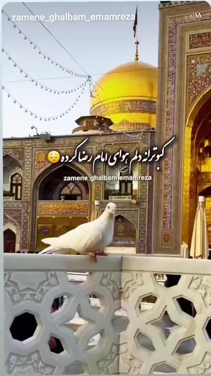 کبوتر فروشی همه یکجا|پرنده|آمل, |دیوار