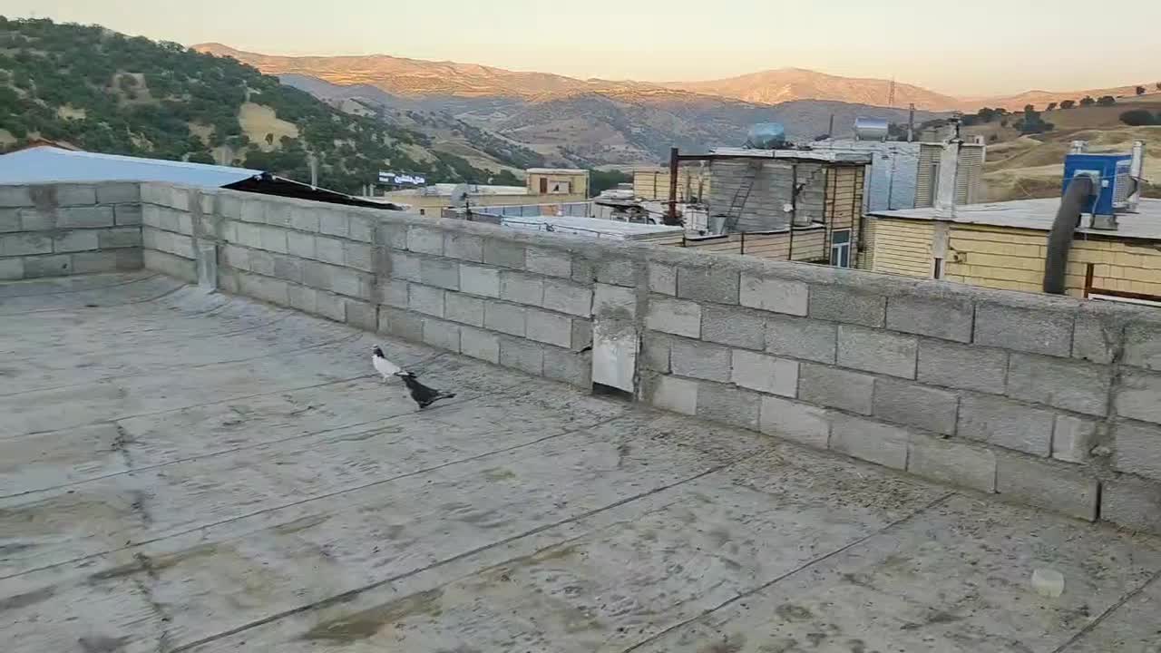 کبوتر ترکیه وشق شقی|پرنده|جوانرود, |دیوار