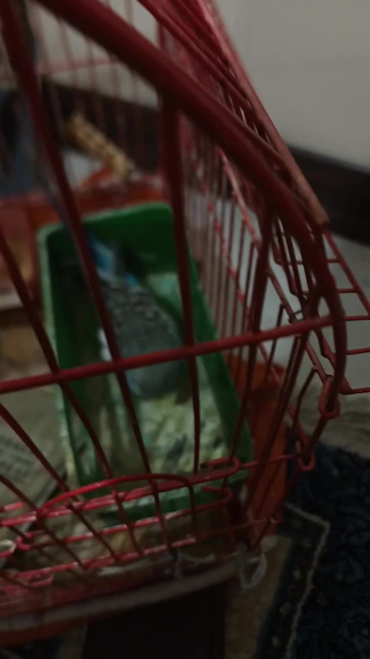 مرغ عشق|پرنده|شاهین‌شهر, مسکن مهر|دیوار