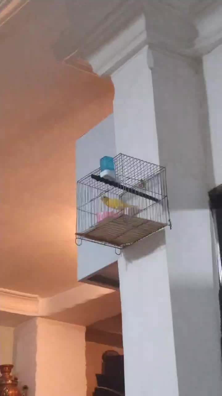 نر بخون مست معاوضه با ماده هم دارم|پرنده|شهریار, شهریار|دیوار