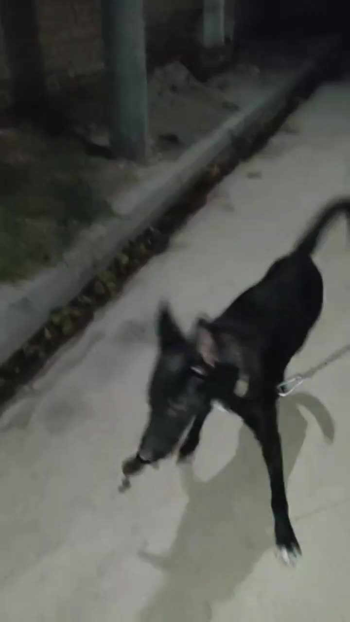 مالینیوز ب فحل امده|سگ|اسفراین, |دیوار