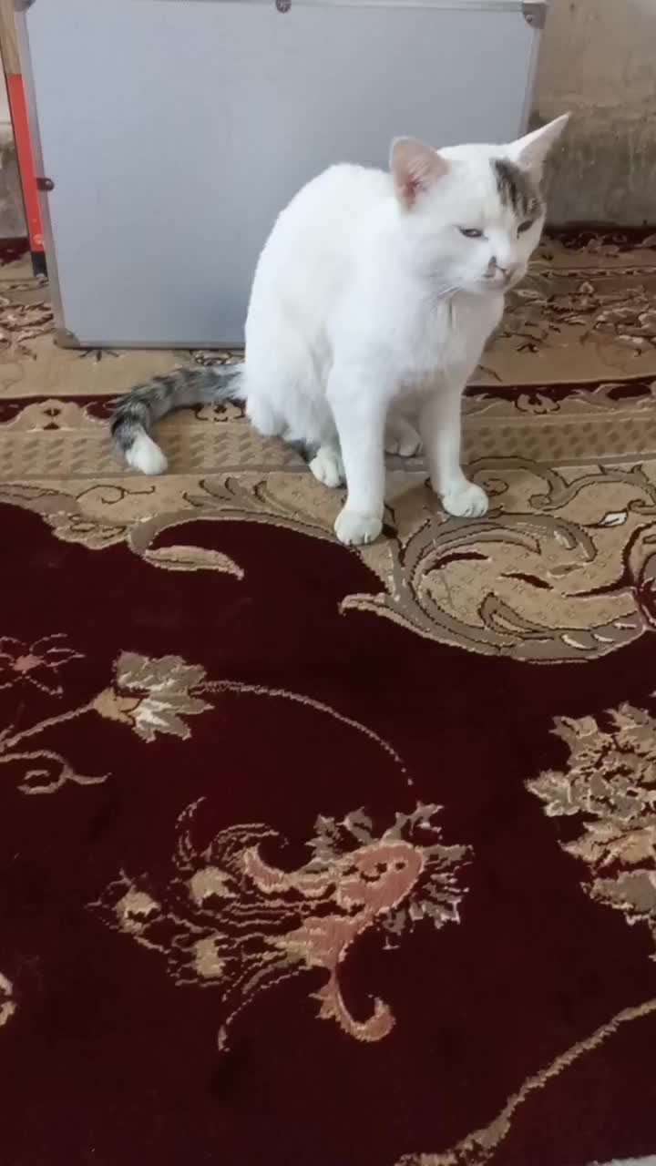 واگذاری فوری|گربه|زاهدان, |دیوار