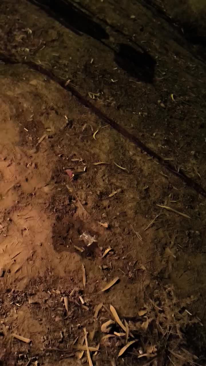 هیزم دورهمی|کوهنوردی و کمپینگ|قم, بیانی|دیوار