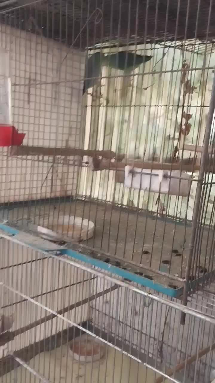 فروش یک جفت پروتلت جوان سبز رنگ|پرنده|آمل, |دیوار