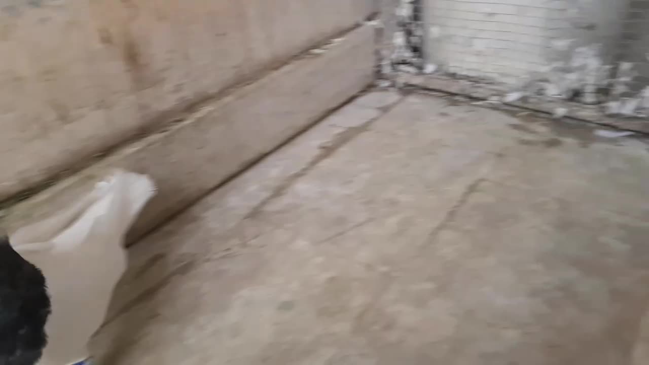 ماده الماسی|پرنده|کرمانشاه, |دیوار