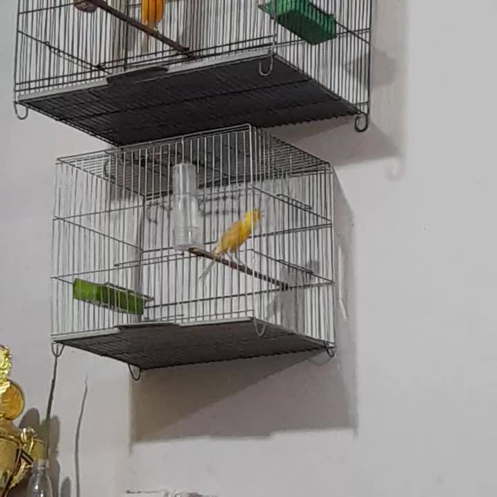 ۴ عدد قناری مست|پرنده|اهواز, زوویه ۲|دیوار